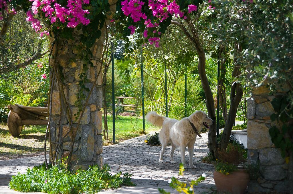 Olive Farm Of Datca Guesthouse (Adults Only) Buitenkant foto