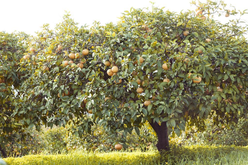 Olive Farm Of Datca Guesthouse (Adults Only) Buitenkant foto