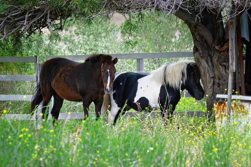 Olive Farm Of Datca Guesthouse (Adults Only) Buitenkant foto